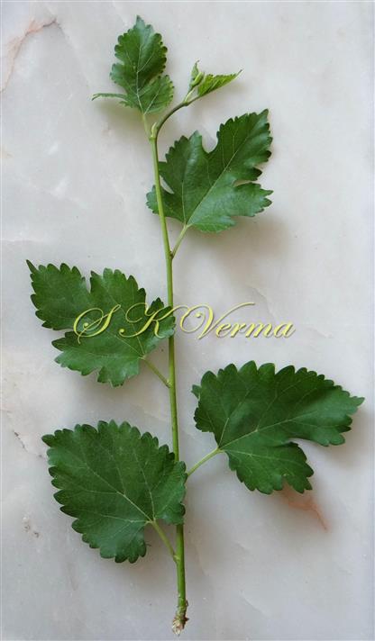  Leafy shoot